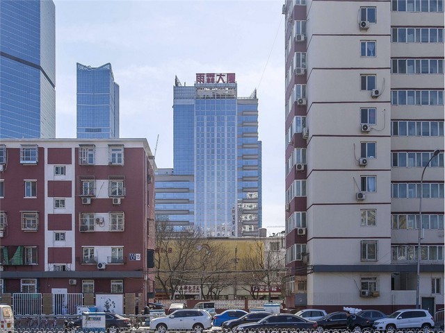 南山区孔雀令泰斗厂家供应